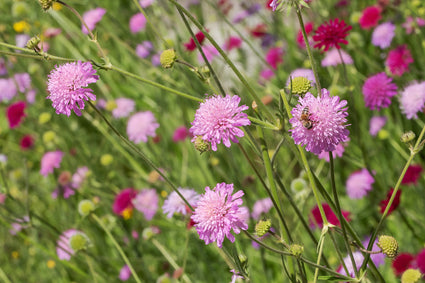 Beemdkroon - Knautia macedonica 'Melton Pastels'