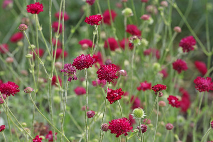 Knautia macedonica 'Mars Midget'