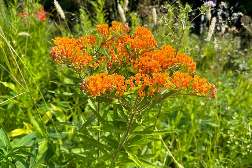 Knolzijdeplant - Asclepias tuberosa in bloei