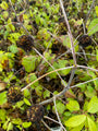 Cephalanthus occidentalis 'Fiber Optics' (Herfst)