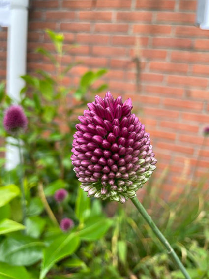 Kogellook - Allium sphaerocephalon