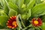 Kokardebloem - Gaillardia 'Spintop Yellow Touch'