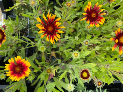 Kokardebloem - Gaillardia aristata