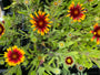 Kokardebloem - Gaillardia aristata