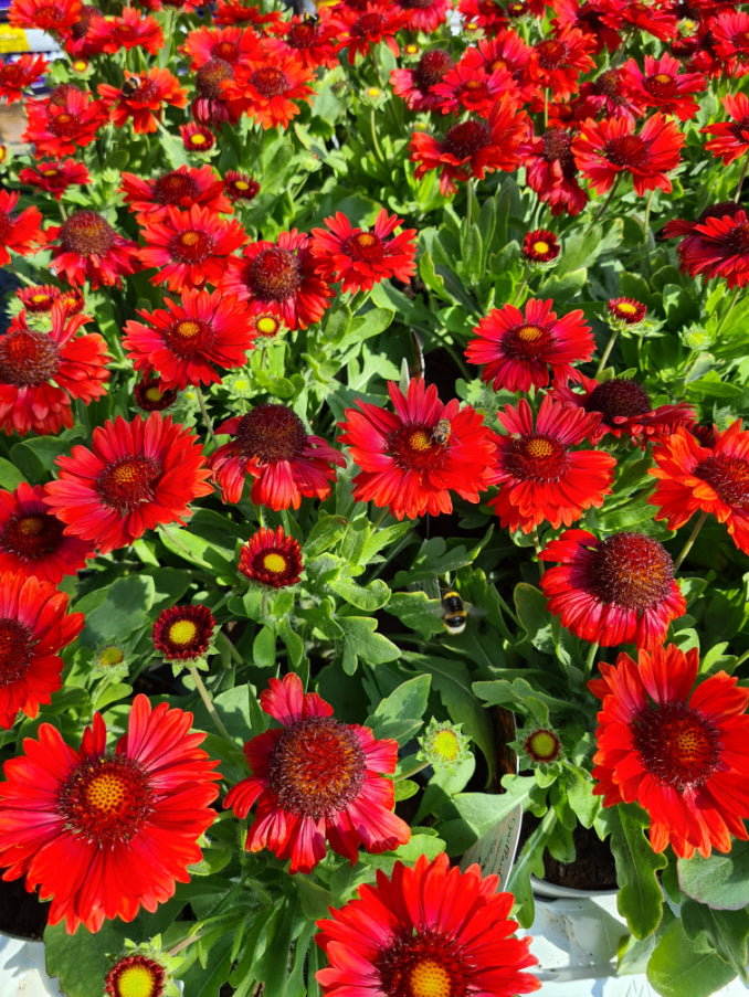 Kokardenbloem - Gaillardia 'Burgunder'