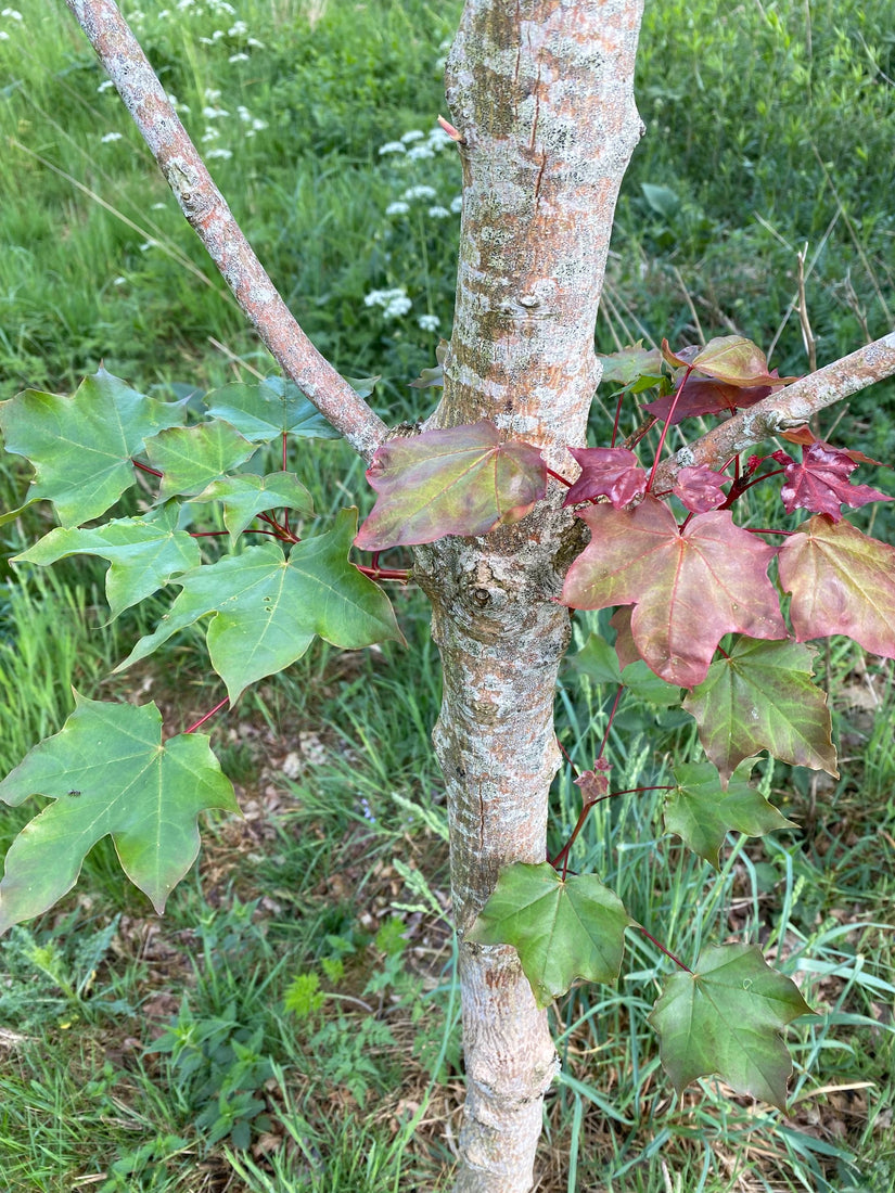 Blad Kolchische esdoorn - Acer cappadocicum subsp. lobelii