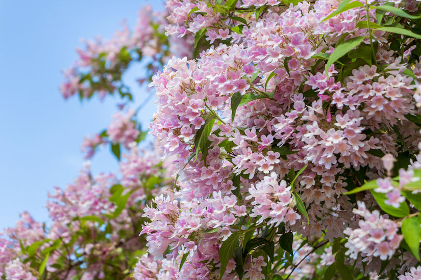 Kolkwitzia-amabilis-roze-bloeiende-struik.jpg