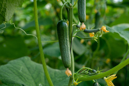 Komkommer - Cucumis sativus().jpg