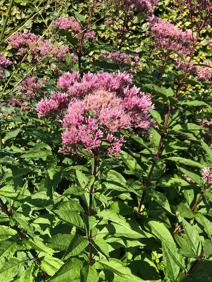 Koninginnekruid - Eupatorium maculatum 'Riesenschirm'