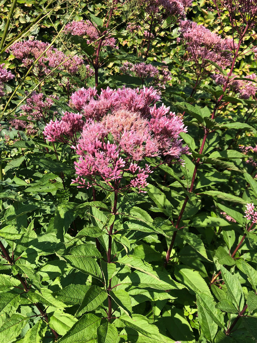 Koninginnekruid - Eupatorium maculatum 'Riesenschirm'