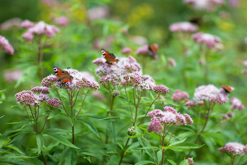 Koninginnenkruid - Eupatorium cannabinum 'Plenum' 