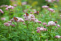 Koninginnenkruid - Eupatorium cannabinum 'Plenum' 