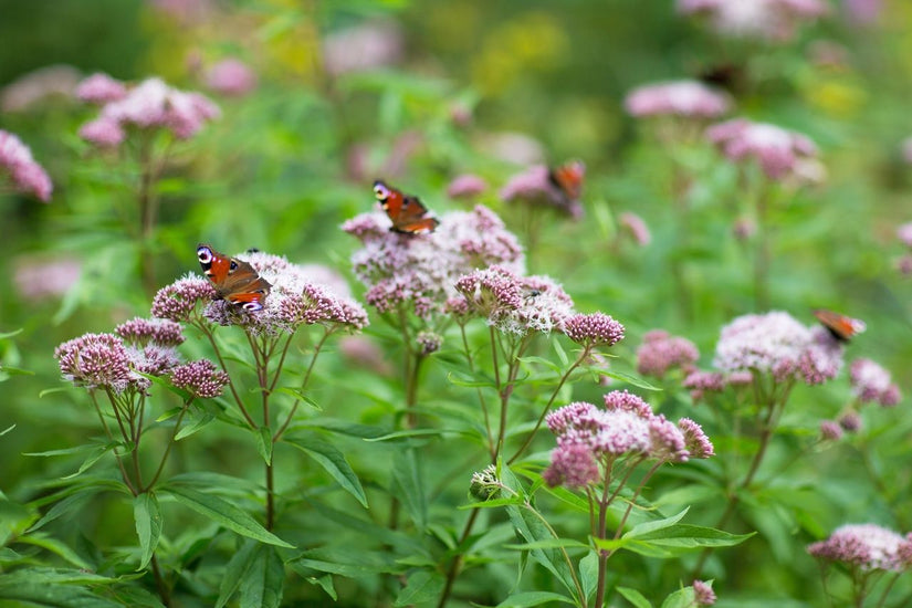 Koninginnenkruid - Eupatorium cannabinum 'Plenum'