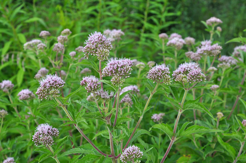 Koninginnenkruid - Eupatorium cannabinum inheemse vaste plant