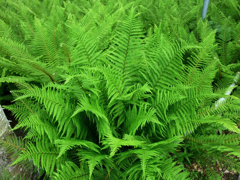 Koningsvaren - Osmunda claytoniana