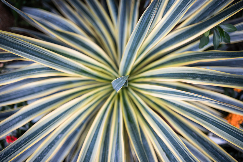 Koolpalm - Cordyline australis 'Torbay Dazzler'