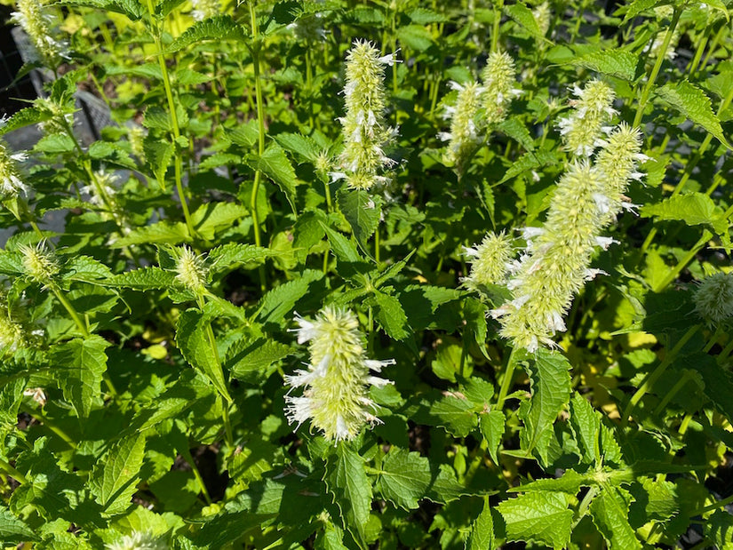 Koreaanse-munt-Agastache-rugosa-Alabaster.jpg