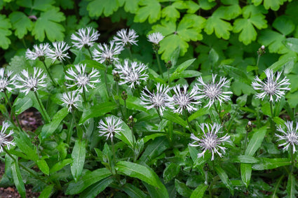 Korenbloem - Centaurea montana 'Alba' tuinplanten