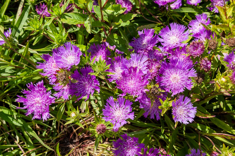 Korenbloemaster-Stokesia-laevis.jpg