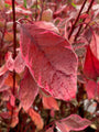 Blad Cornus alba 'Miracle'