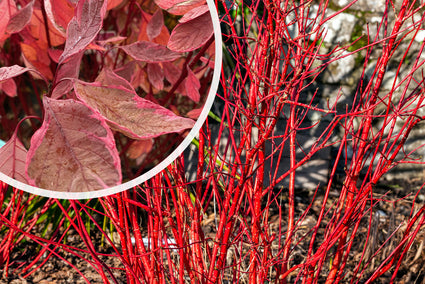 Cornus alba 'Miracle' - Schitterende bladeren takken