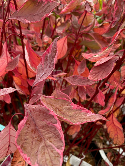 Witte kornoelje - Cornus alba 'Miracle'