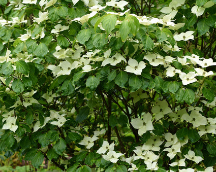 Cornus kousa 'China Girl' in bloei