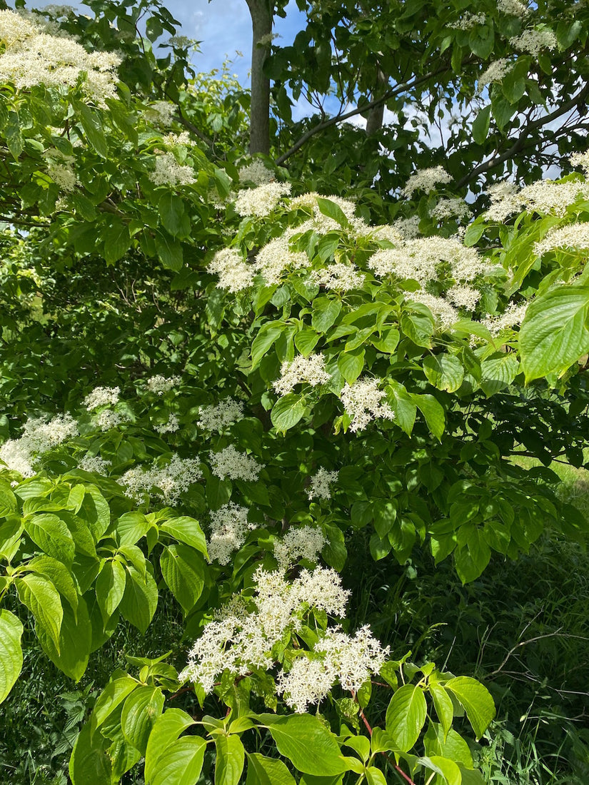 Kornoelje struik - Cornus controversa - bladeren bloemen.jpg