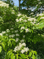 Kornoelje struik - Cornus controversa - bladeren bloemen.jpg