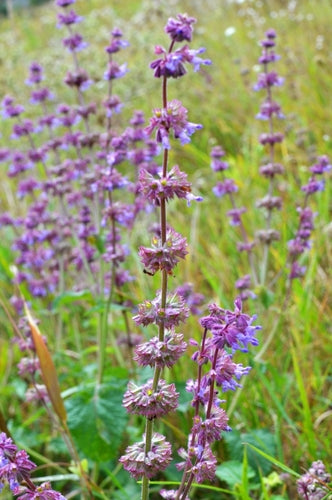 Kranssalie - Salvia Verticillata 'Purple Rain'.jpg