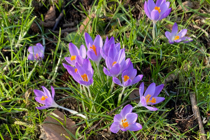 Krokus in bloei