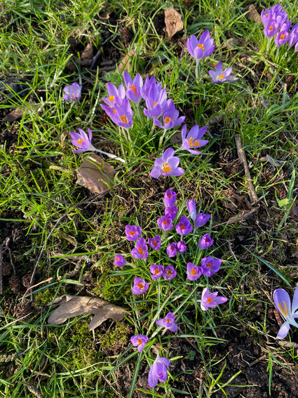 Krokus-Crocus.jpeg