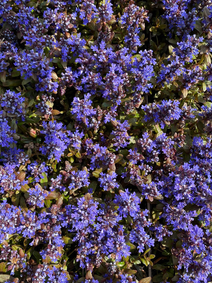 Kruipend Zenegroen - Ajuga reptans 'chocolate chip'