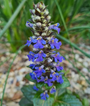 Kruipend Zenegroen - Ajuga reptans