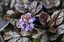 Kruipend Zenegroen - Ajuga reptans 'Braunherz'