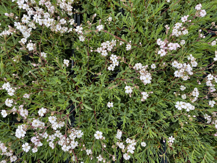 Kruipend gipskruid - Gypsophila repens 'Alba'