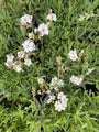 Kruipend gipskruid - Gypsophila repens 'Filou White'