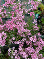 Kruipend-gipskruid-Gypsophila-repens-Rosea.jpg