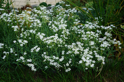 Kruipend-gipskruid-Gypsophila-repens.jpg