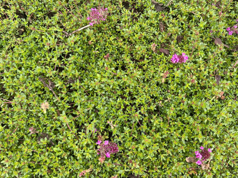 Thymus praecox 'Coccineus'