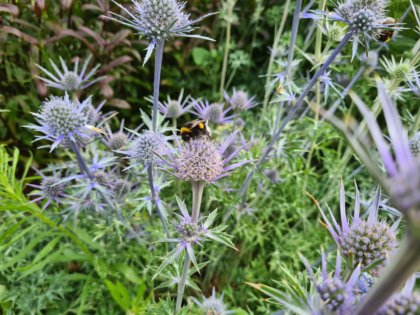 Kruisdistel - Eryngium bourgatii