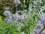 Kruisdistel - Eryngium bourgatii