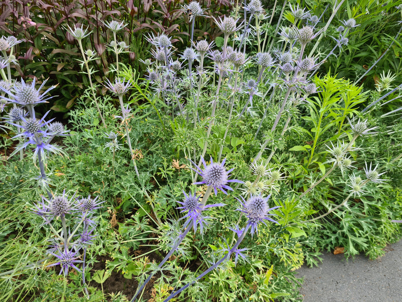 Kruisdistel - Eryngium bourgatii