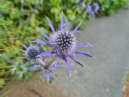 Kruisdistel - Eryngium bourgatii