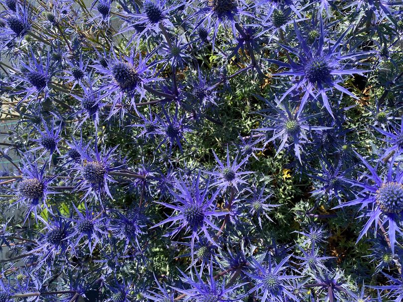 Kruisdistel-Eryngium-planum-Blauer-Zwerg.jpeg