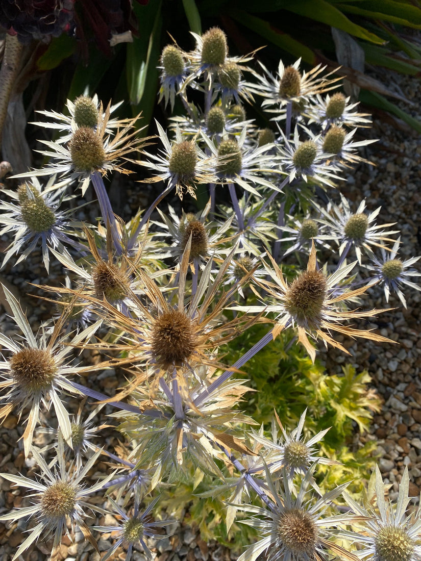 Vlakbladige Kruisdistel - Eryngium planum