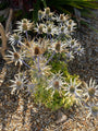  Eryngium planum