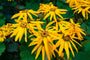 Kruiskruid - Ligularia dentata