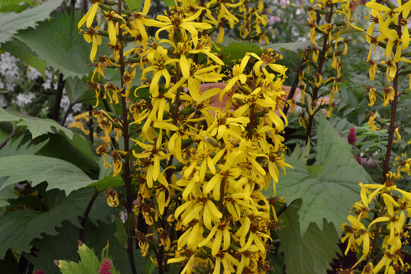 Kruiskruid - Ligularia stenocephala 'Little Rocket'