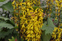 Kruiskruid - Ligularia stenocephala 'Little Rocket'